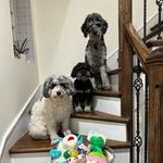 Mabel Laine | Millie Bea | Marvin Gray - @myaussiedoodletribe - Instagram