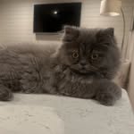 Mabel Gray - @mabelgreythekitten - Instagram