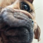 Mabel Grey - @mabelsdogstagram - Instagram