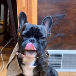 Mabel Grey - @mabels_munchies - Instagram