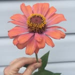Mabel Grey Gardens and Florals - @mabel_grey_gardenandfloral - Instagram