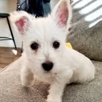 Mabel Grey Miller - @mabel_thecurious - Instagram