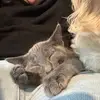 Mabel🫶🏻🫶🏻 - @mabelthegreykitty - TikTok