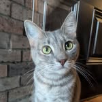 Mabel the Grey - @mabelsdailyescape - Instagram