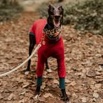 Mabel the Greyhound - @mabel.the.greyhound - Instagram