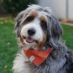 mabelgrey - @mabelgrey.bernedoodle - Instagram