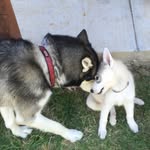 Griffin & Mabel: A Husky Life - @griffin_and_mabel - Instagram