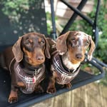Dottie & Mabel Hall - @dottie_mable_dashchund - Instagram