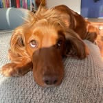 Mabel Taylor-Hall - @mabeltaylorhallcocker - Instagram