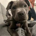 Mabel Hanley - @mabelhan_staffy - Instagram