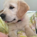 Mabel Harding - @mabel_the_goldie - Instagram