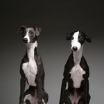 Harper & Mabel The Whippets - @harperandmabelthewhippets - Instagram