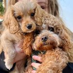 Harper and Mabel - @harper_and_mabel - Instagram