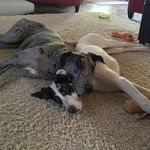 Mabel & Harper - @my.two.danes - Instagram