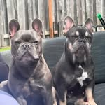 Harvey & Mabel - @harveyandmabel - Instagram