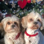 Harvey & Mabel 🐾 - @_harveyandmabelthecavachons - Instagram