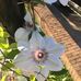 Mabel Harvey Brown - Facebook