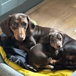 HENRY & MABEL - @henryandmabel_2025 - Instagram