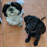 Henry & Mabel 🐶🐾 - @henry_and_mabel_ - Instagram