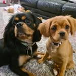 Henry, Mabel and Winnie - @henrymabel.andwinnie - Instagram