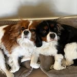 Mabel & Henry - @mabelandhenrycavalier - Instagram