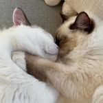 Mabel & Henry - @adventures_of_mabel_and_henry - Instagram