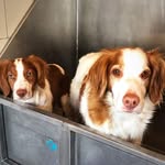 Mabel & Henry & Willow - @mabel_and_henry - Instagram