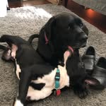 Mabel Ray + Henry - @thevandergeorges - Instagram