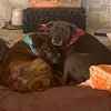 Mabel&Henry - @mabelandhenry - TikTok