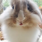 Mabel Henson - @missmabelbunny - Instagram