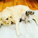 Bo & Mabel Hirsch - @bomabelhirsch - Instagram