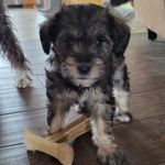 Harper and Mabel Hodges - @harper.and.mabel - Instagram