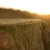 MabelHolmes5266 - @mabelholmes5266 - TikTok