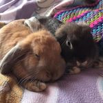 Mabel , Hopper And Alexei <3 - @mabel_hopper_alexei - Instagram