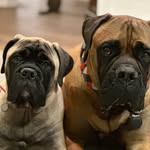 Howard & Mabel - @howardlovesmabel - Instagram