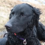Mabel Howard - @goodgirlmabeldog - Instagram
