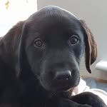 Mabel Howard - @missmabeltheblacklab - Instagram