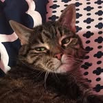 mabel mae - @mabel_howard - Instagram