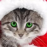 Mabel ho hui lin🐈🎄 - @mabel_qps_ - Instagram