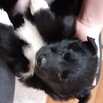 Mabel collie Hunt - @mabelcolliehunt - Instagram