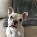 Mabel.hunt - @mabel_the_og_frenchie - Instagram