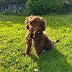 Mabel Jacob-Foster 🐶 - @life.with.mabelx - Instagram