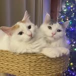 Kane & Mabel - @kane.and.mabel - Instagram