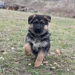 Kane and Mabel Curl - @kane_and_mabel - Instagram