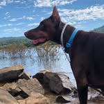 Kane&Mabel - @raising_kaneandmabel - Instagram