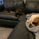 Life of a diva and her frenchie brother - @mabel_kane12 - Instagram