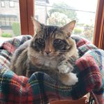 Mabel Pines Race-Knapp - @mabelmodelcat - Instagram