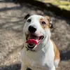 Mabel Lancaster - @mabelthehebdog - TikTok