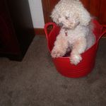 mabel law - @mabellaw7675 - Instagram