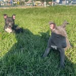 Luke & Mabel - @luke_e_mabel - Instagram